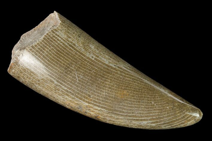 Polished Fossil Horn Coral - Morocco #142683